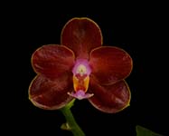 Phal. Molawi's Magic